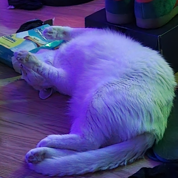 Meet your Posher, Nicholas - Picture 3 of 4